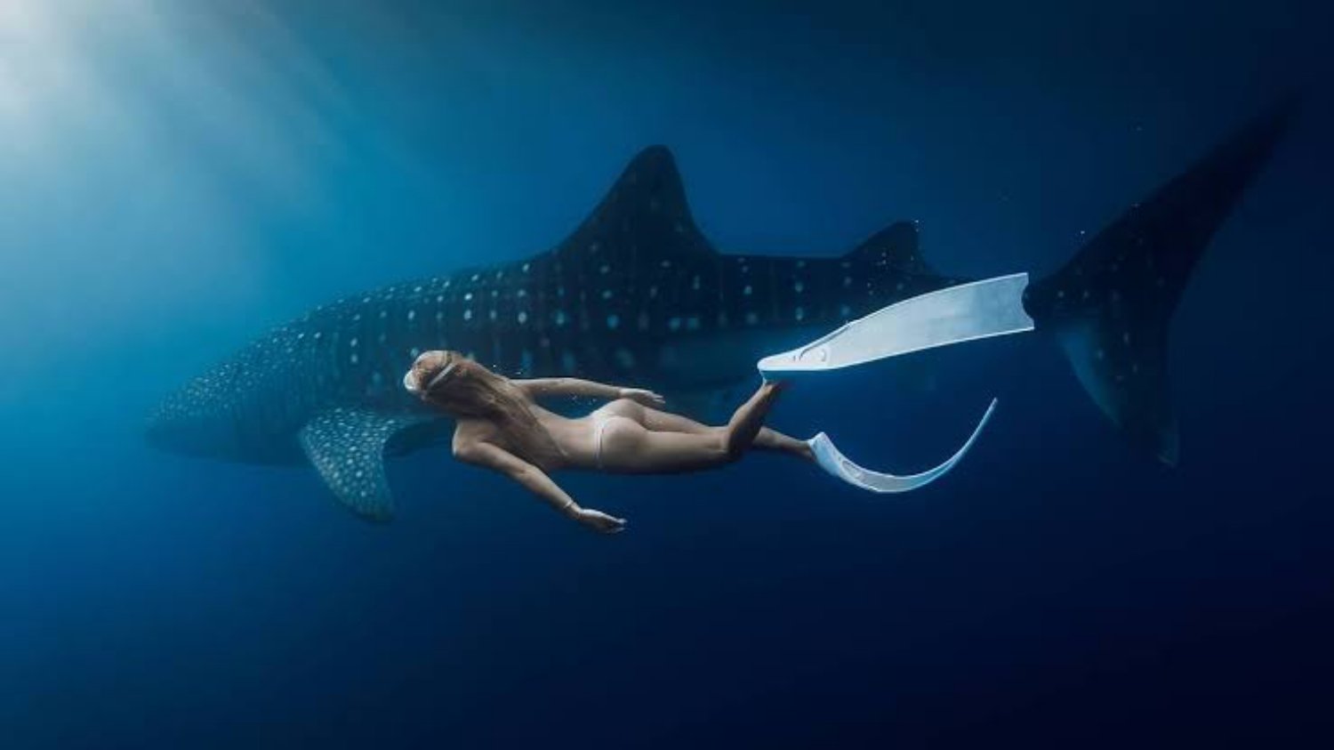 Sumbawa Whale Shark tour